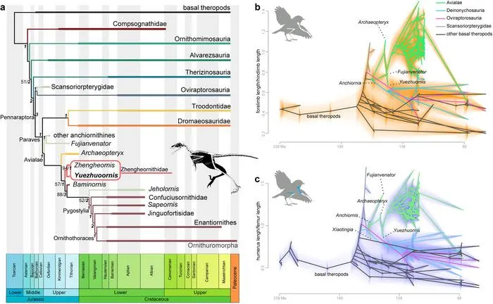 Evolutionary tree showing the position of Yuezhuornis as one of the earliest branching of birds. The right panes show the fore limb evolution across dinosaur-bird transition