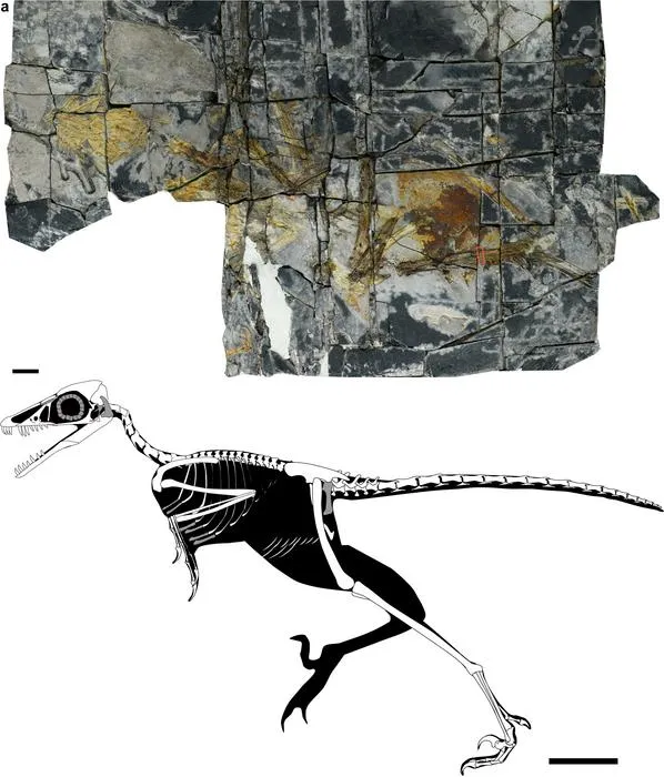 Photograph of the fossil skeleton of the new Jurassic bird, Yuezhuornis yangyuanensis, from China