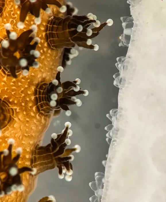 Coral polyps