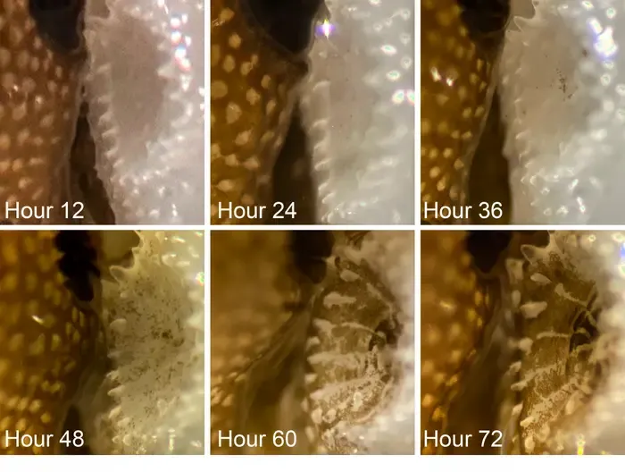 Coral recovery up close
