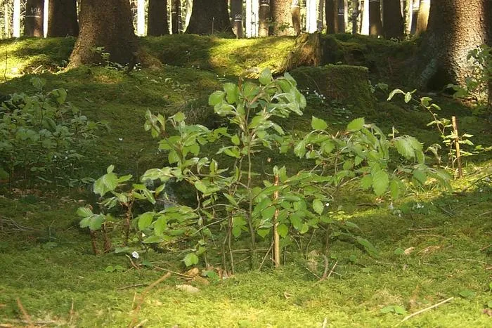 Four-year-old beech trees of varying heights. Their position in the size hierarchy remained largely unchanged for many years.