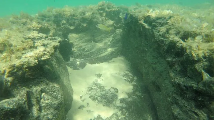 Peat Reef Habitat Fauna - Bluebanded snapper
