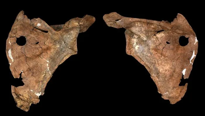 The ventral (left) and dorsal (right) views of the Shanidar A scapula.
