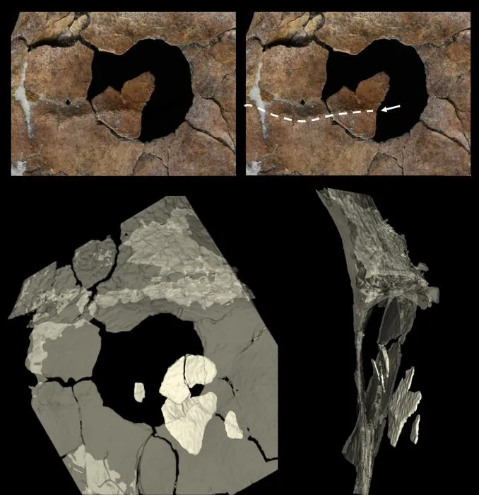 The circular hole in the scapula and the fragments found embedded in the sediment.