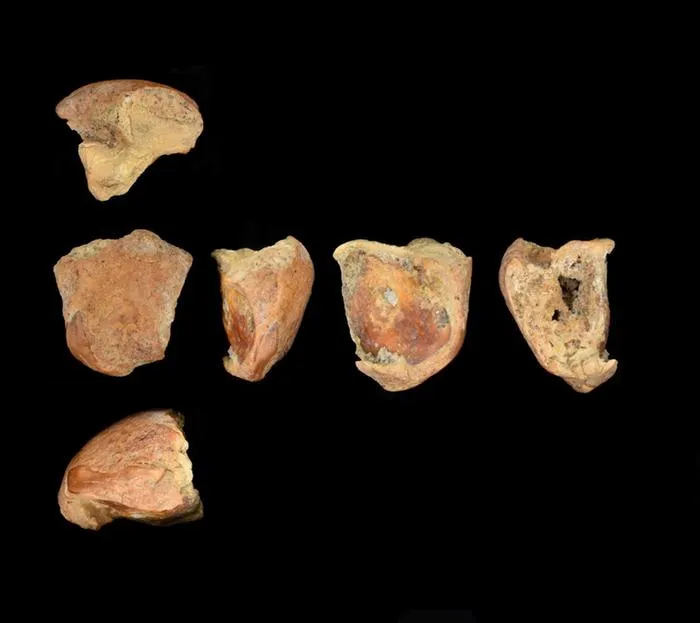 The left lateral incisor of Shanidar A that had been spilt longitudinally.