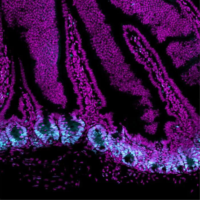 Communicating cells in the mouse gut