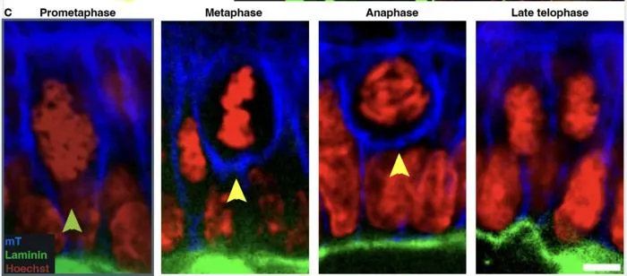 Watching cell division unfold