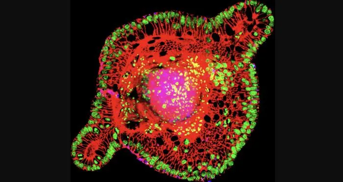 A miniature model of intestinal tissue.