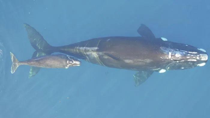 Southern right whale, mother and calf