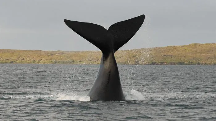 Southern right whale