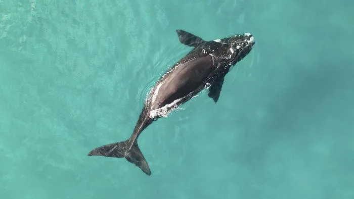 Southern right whale