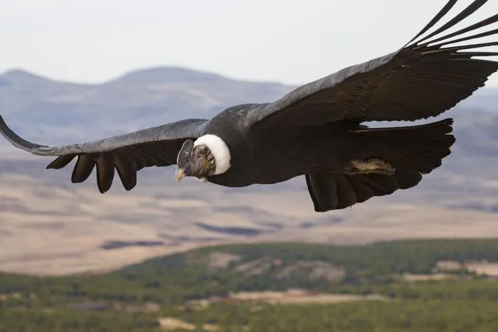 Adult male condor in Patagonia