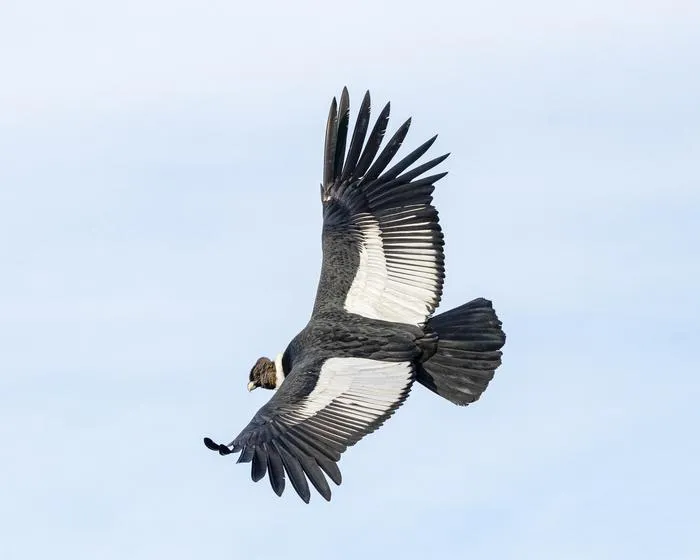 Adult male condor in Patagonia