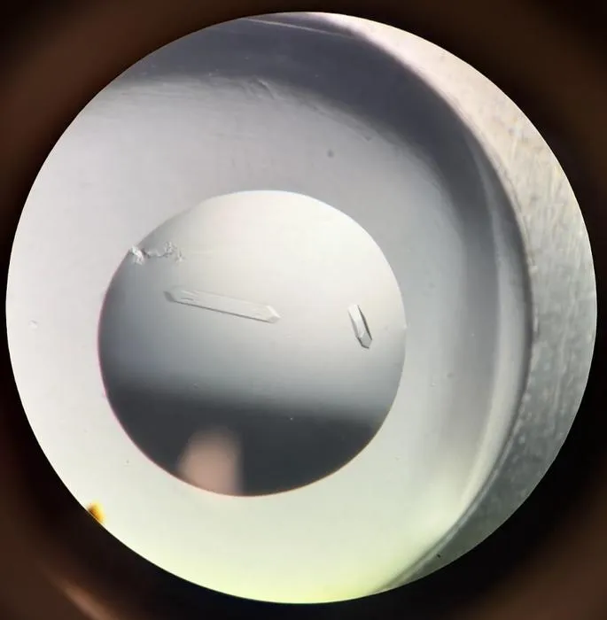 Crystallised CHIP13 protein