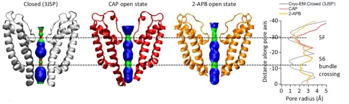 Different states of the TRPV1 pore