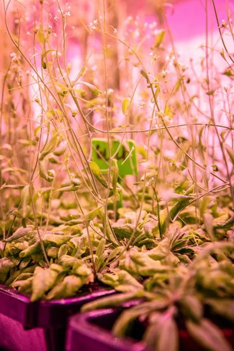 Arabidopsis thaliana (thale cress)