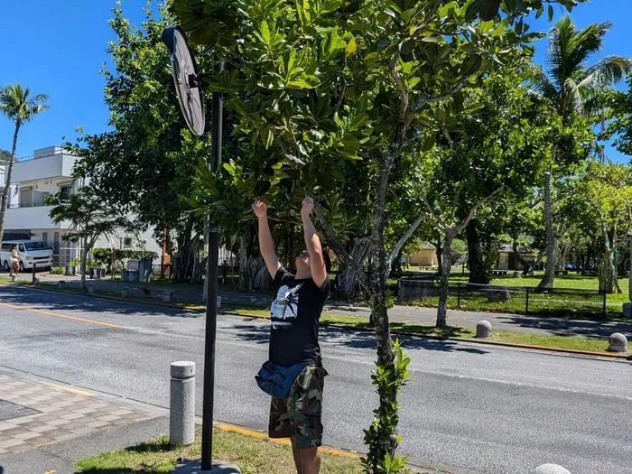 Jun Souma, conducting observation on Calophyllum inophyllum where Omoplax desecta feeds