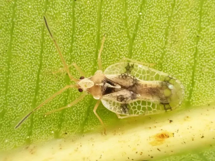 Omoplax desecta (adult)