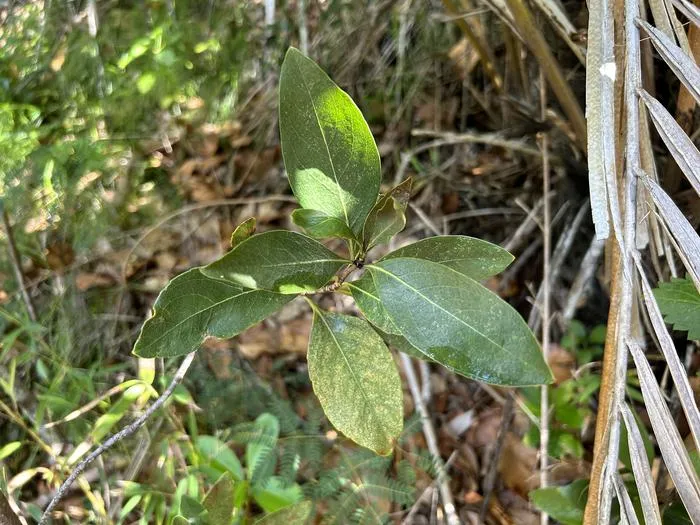 Rhaphiolepis indica var. tashiroi