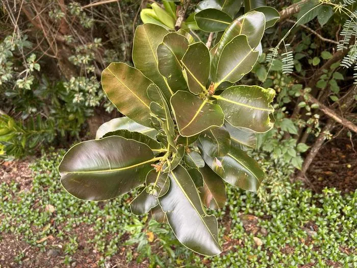 Calophyllum inophyllum