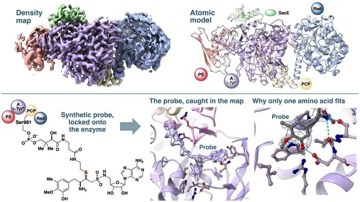 Inside the enzyme