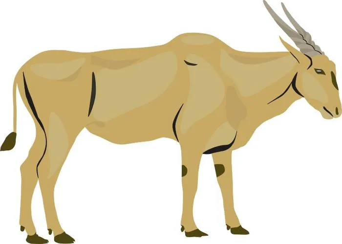Illustration of an eland