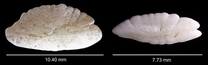 Otoliths