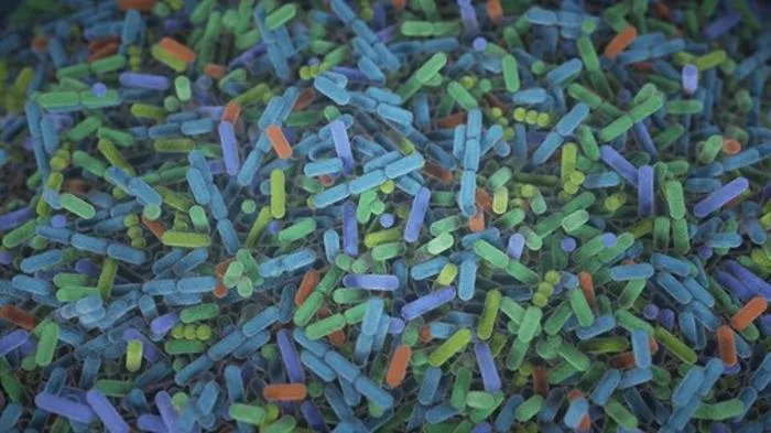 Bacteria in the human gut