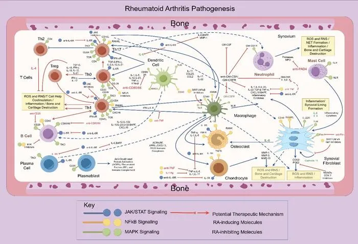 Mitochondrial oxidative stress as a central driver in rheumatoid arthritis pathogenesis.
