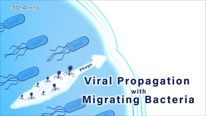 Viral propogation with migrating bacterial phages