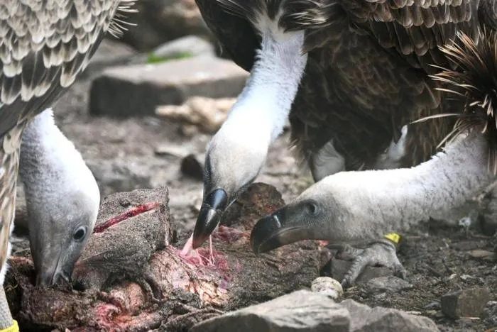 Rüppell’s vultures eating