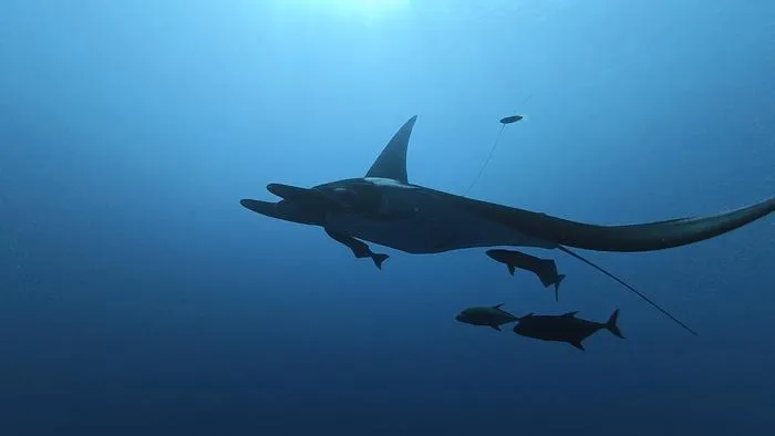Tagged manta ray