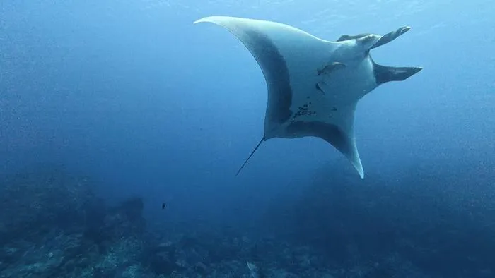 Manta ray named Puntito