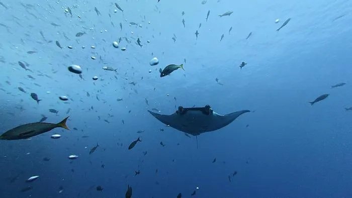 Manta ray