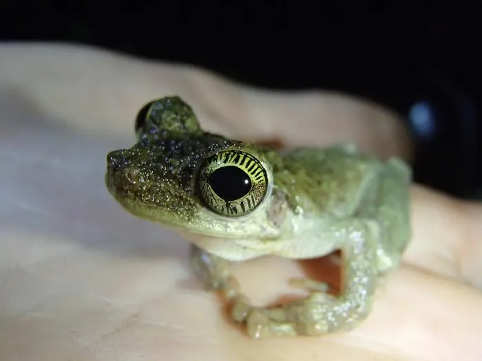 Osteocephalus oophagus