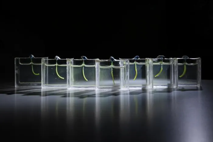 A collection of soft robot arms inside custom designed aquariums