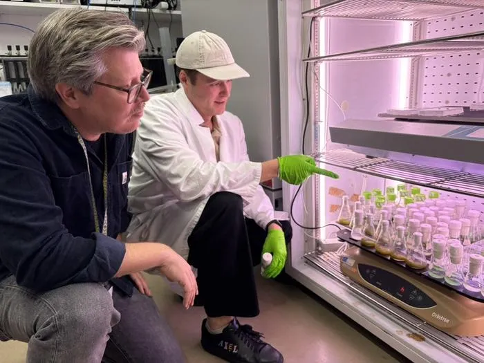 Examining lab samples of bacterial grown with mutations