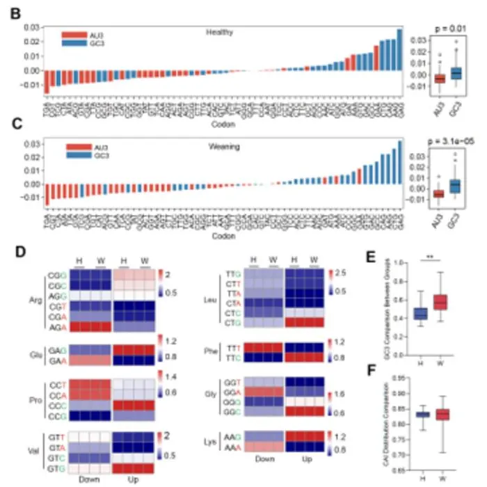 Weaning stress rewires immune translation through GC-rich codons and gut microbes in piglets