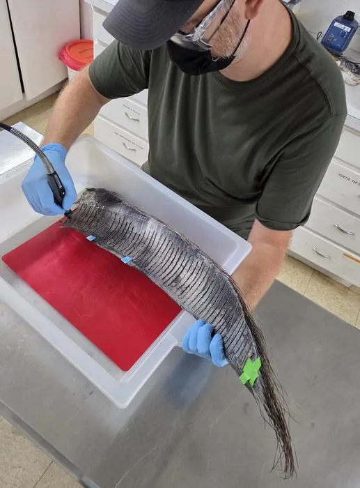 Researcher sampling baleen