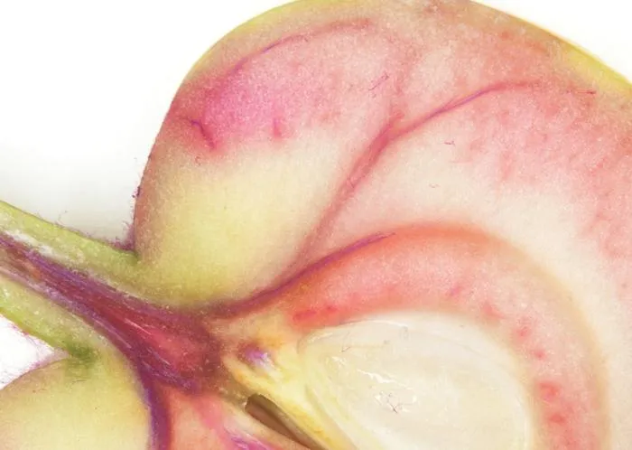 Xylem tissue staining in young apple