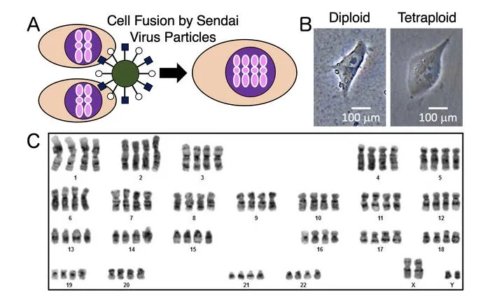 Figure 2: Human iPS Cell Fusion