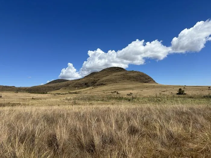 The Cerrado is home to more than 4,000 native plant species, as well as animals such as pumas, tapirs, maned wolves, and giant anteaters.