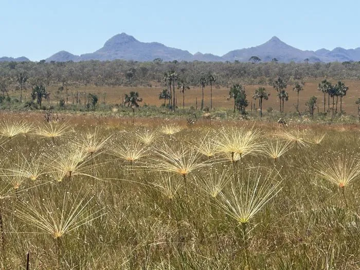 Brazil's Cerrado
