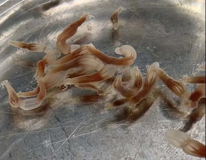 Nematostella
