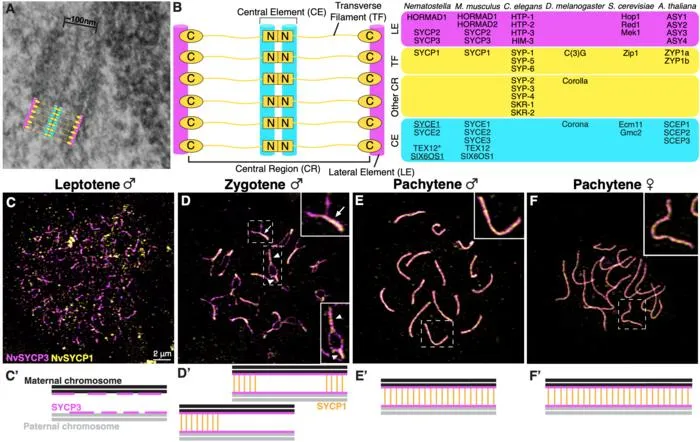 A chromosome 'zipper' conserved across evolution