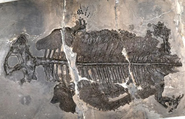 Researchers unearth fossil evidence of first fully marine amphibian