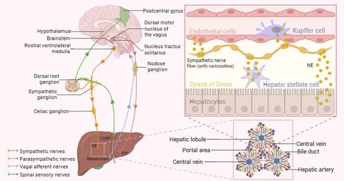 Schematic illustration of hepatic innervation.