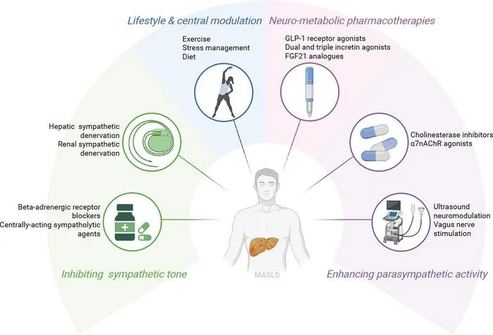 Illustration of the therapeutic potential of targeting the liver-nervous system axis in metabolic dysfunction-associated steatotic liver disease (MASLD).
