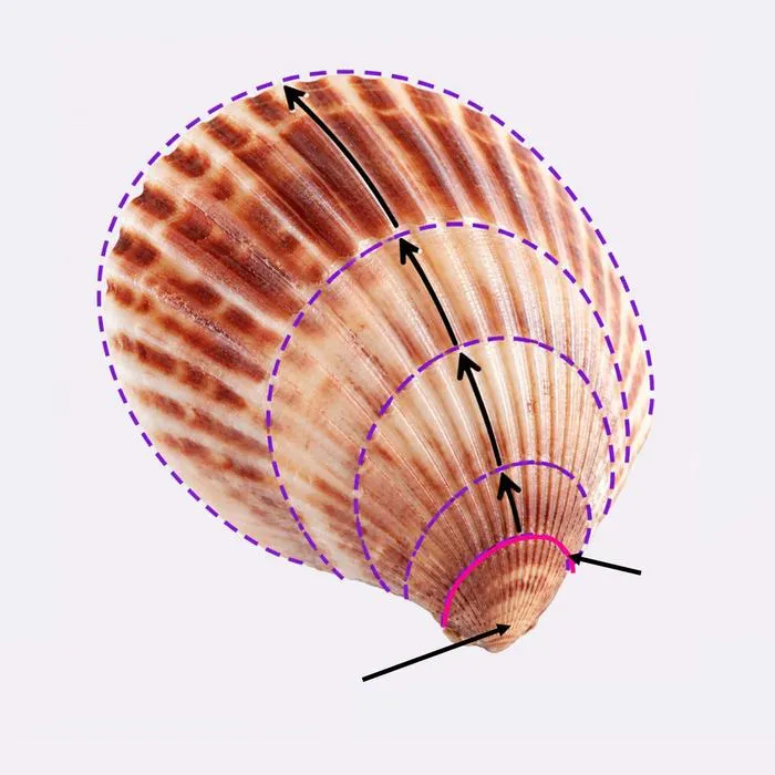 The mathematics of growing a shell