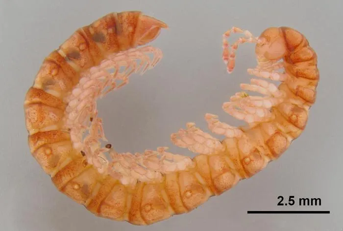 Colobothrix deckeri